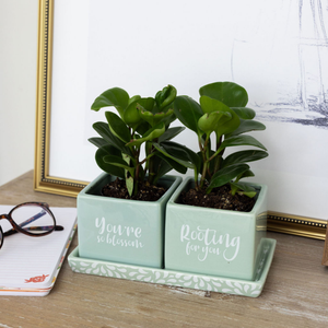 Ceramic Herb Planter Set