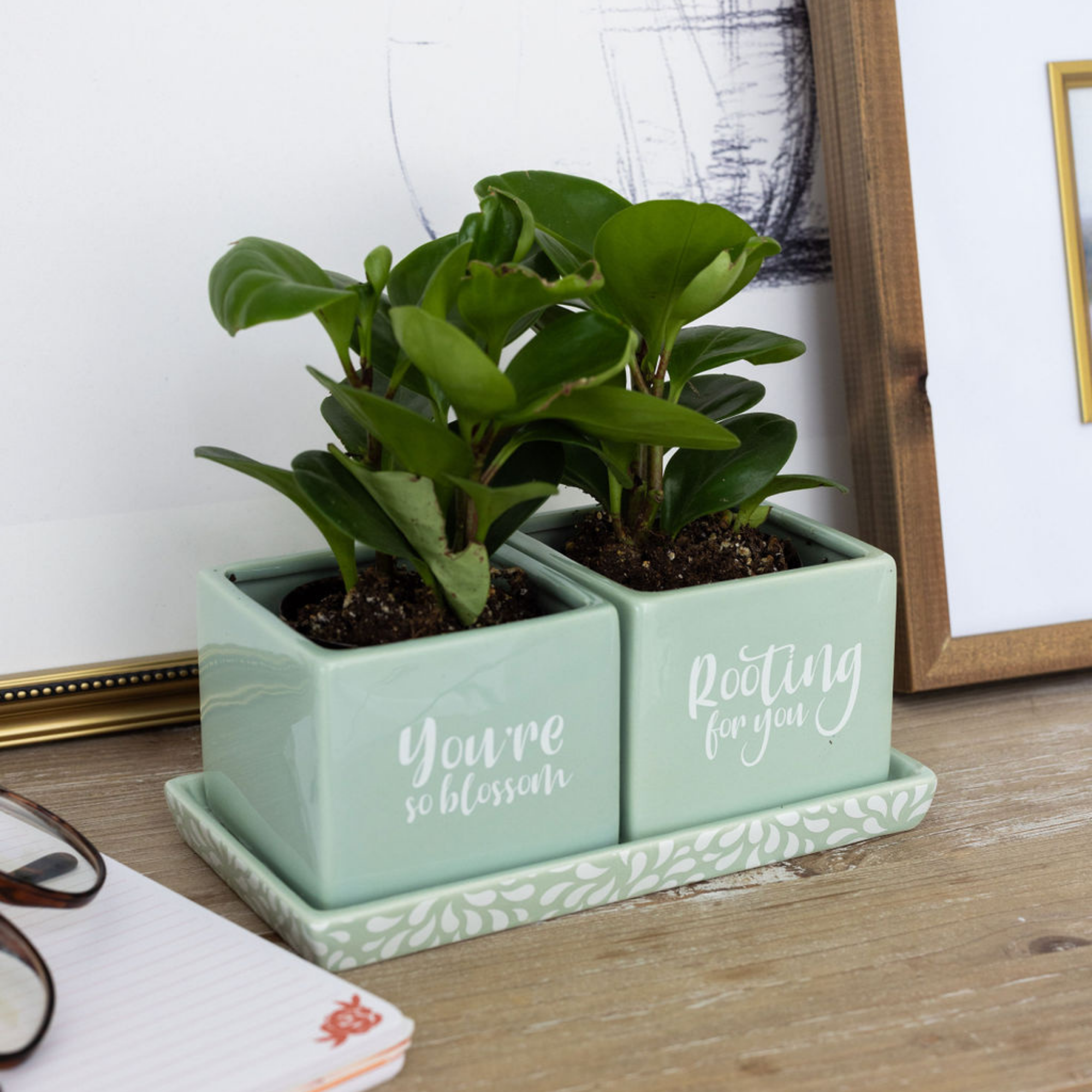 Ceramic Herb Planter Set